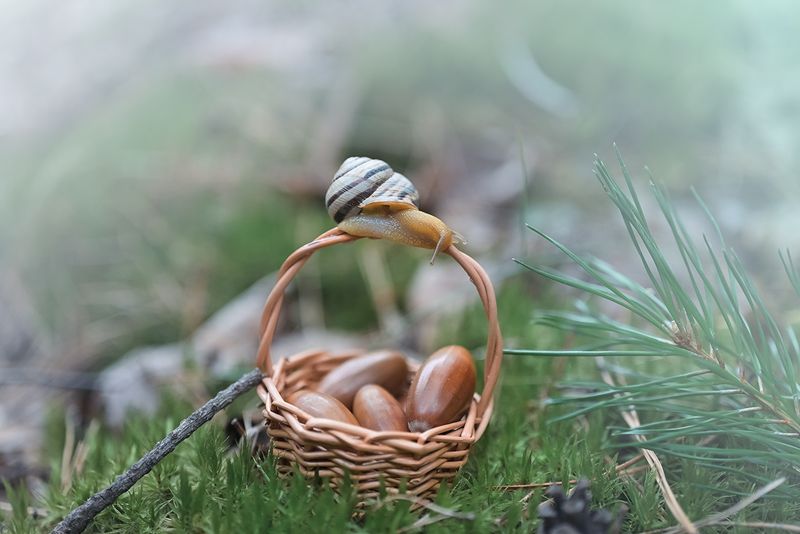 За желудями  фото превью