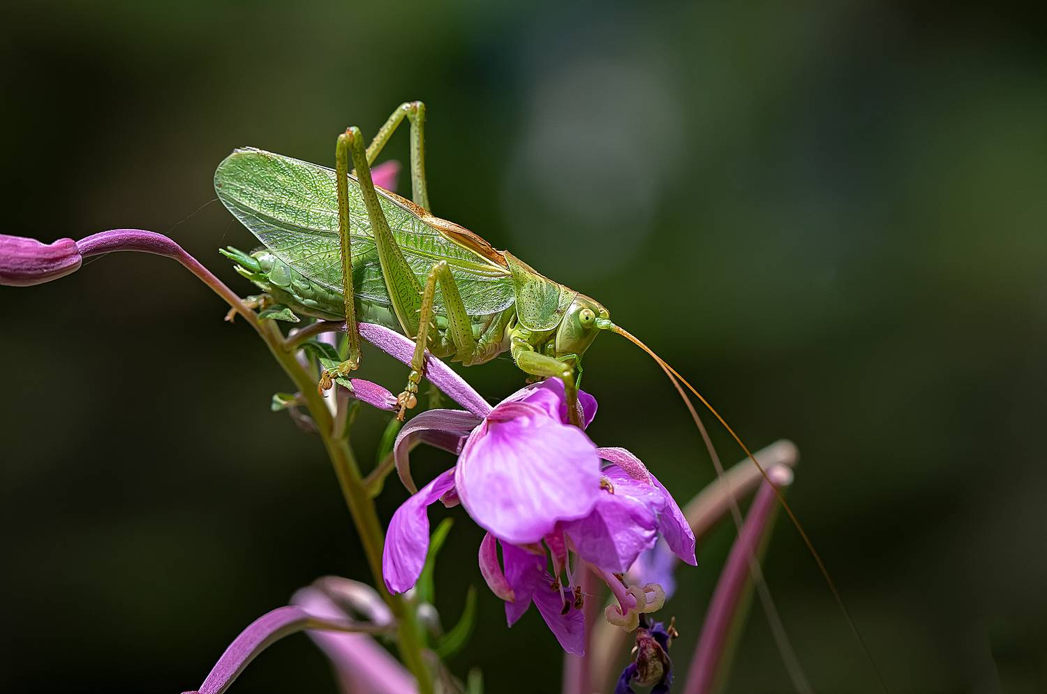 кузнечик обыкновенный, лес, кипрей, иван-чай, макро, tettigonia viridissima, Широких Александр