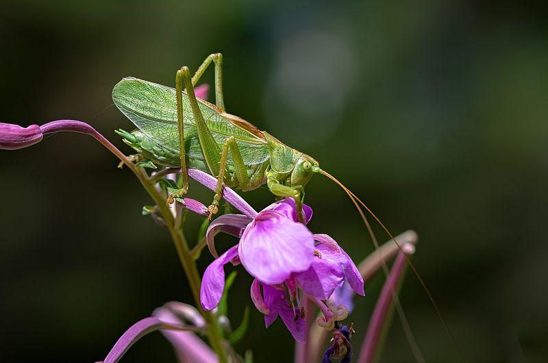 кузнечик обыкновенный, лес, кипрей, иван-чай, макро, tettigonia viridissima Кузнечик на цветке кипрея фото превью
