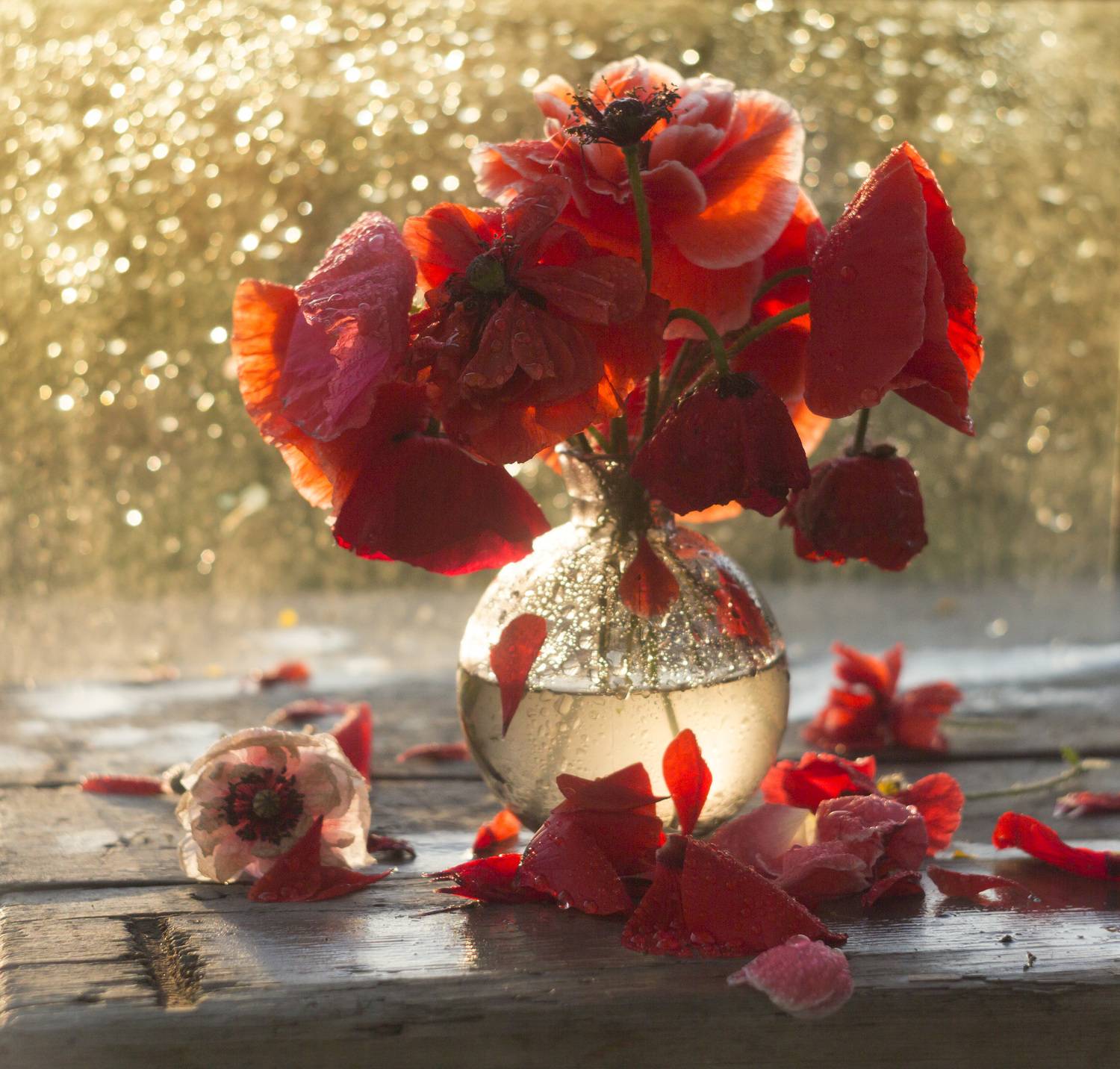 маки, закат, боке, стекло, Зимина Лионелла