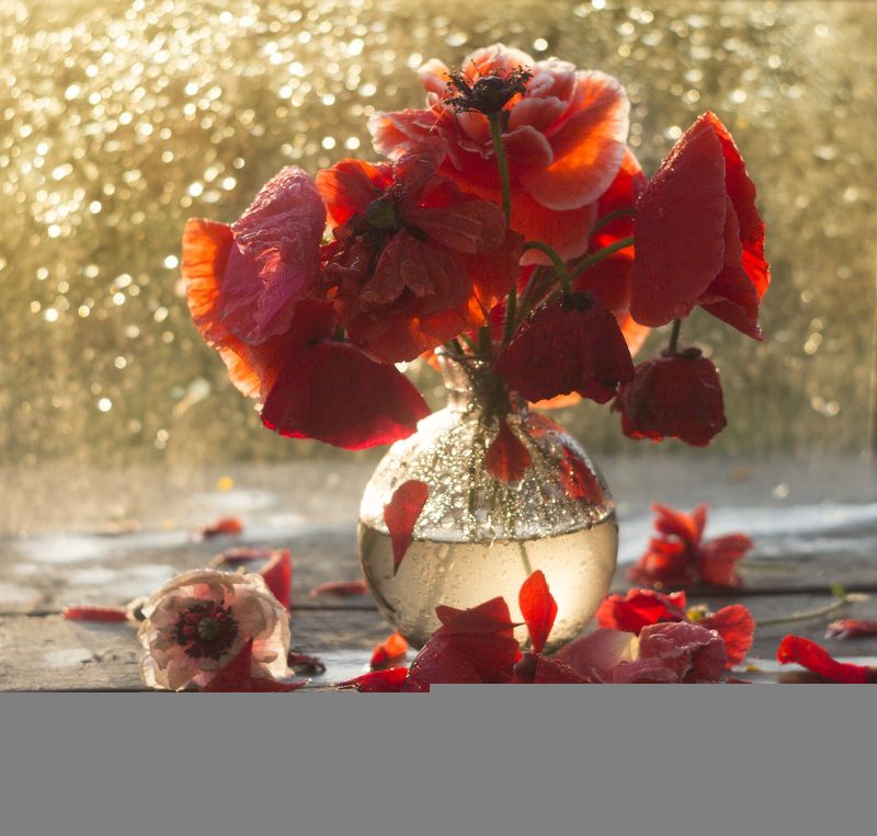 Любимые маки фото превью