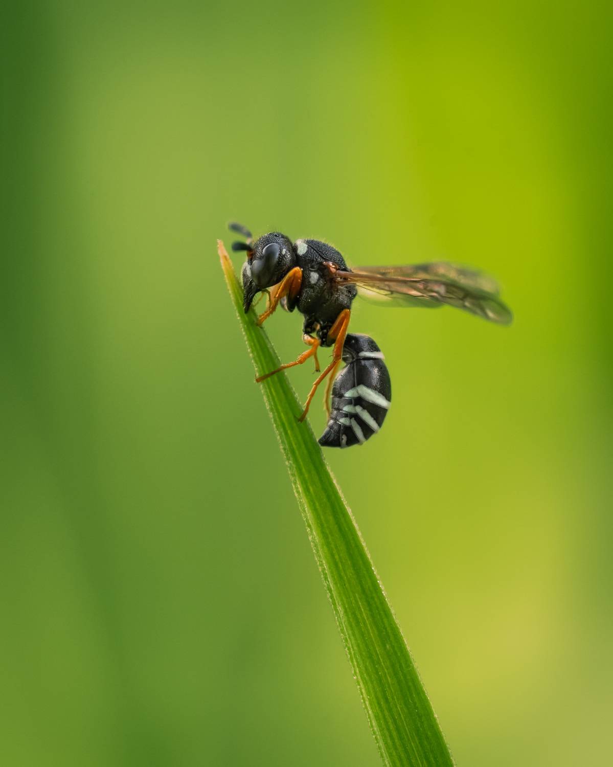 , Рагинская Ольга