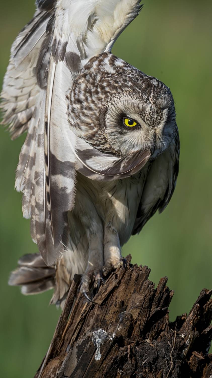 , Пупонин Сергей