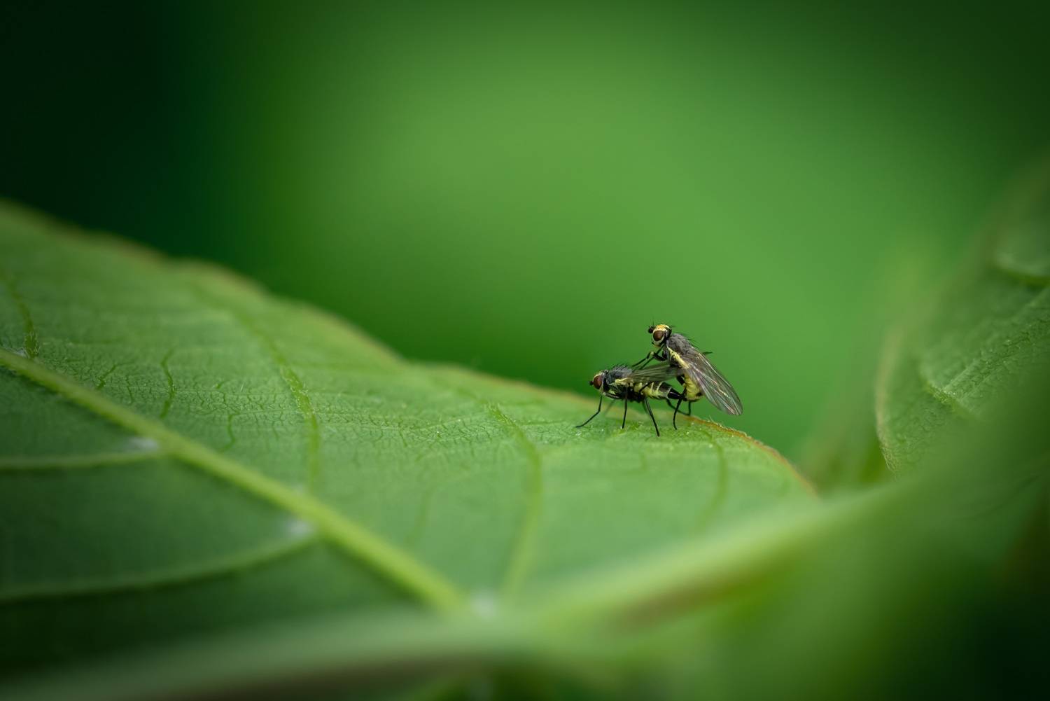 , Рагинская Ольга