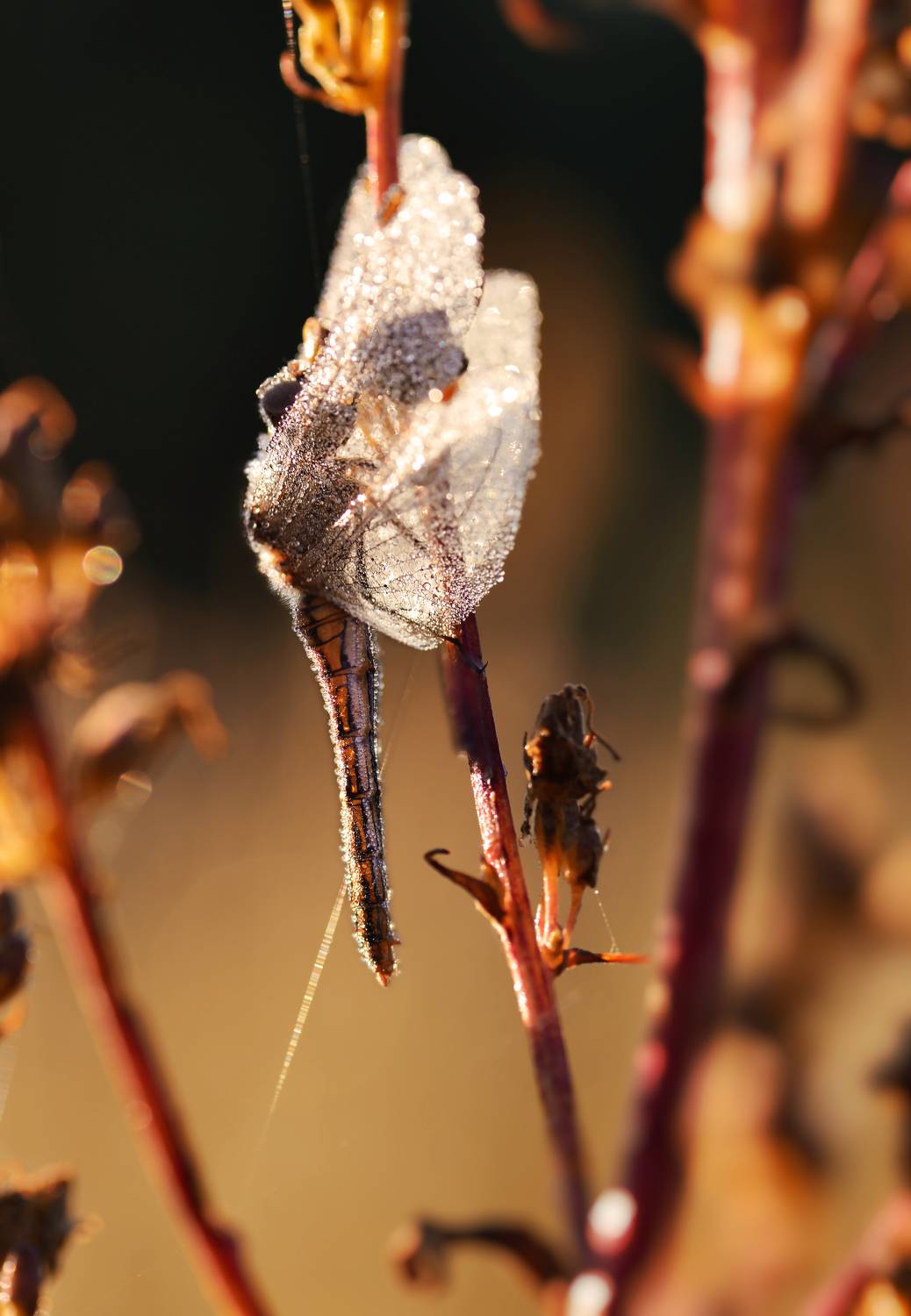 , Лапшина Владлена