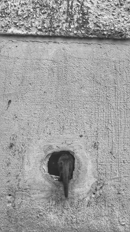 фото,креативное фото, гелиос,helios, Сергей Шевцов, Zap Шевцов, ZAP SHEVTSOV, фотография, Беларусь, Полоцк,Новополоцк, S5ii, Lumix, совесткая оптика, необычное фото  фото превью