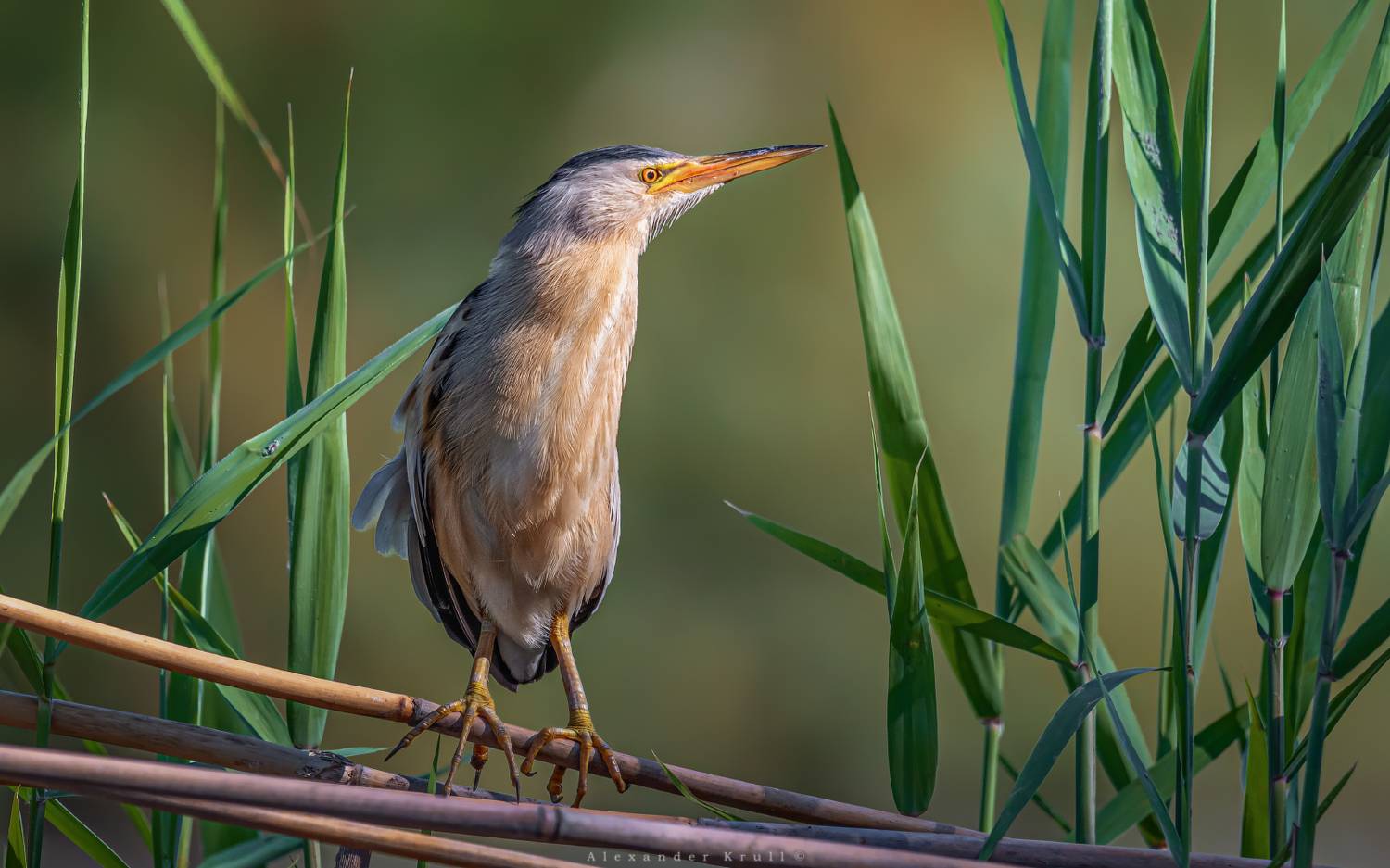 выпь, малая выпь, волчок, ixobrychus minutus, Круль Александр