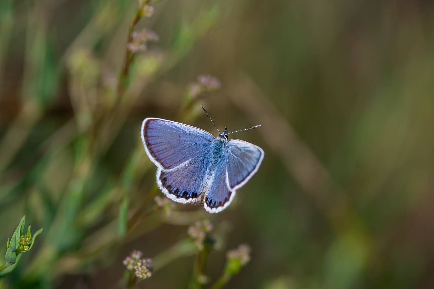 buttefly, volgograd, russia, wildlife, , Павел Сторчилов