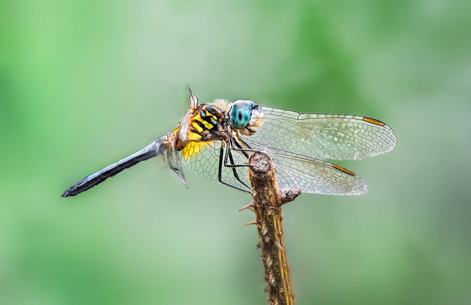 damselfly, dragonfly, insect, grass, sunset, dusk, evening, bug, macro, blade, grassland,, Atul Saluja