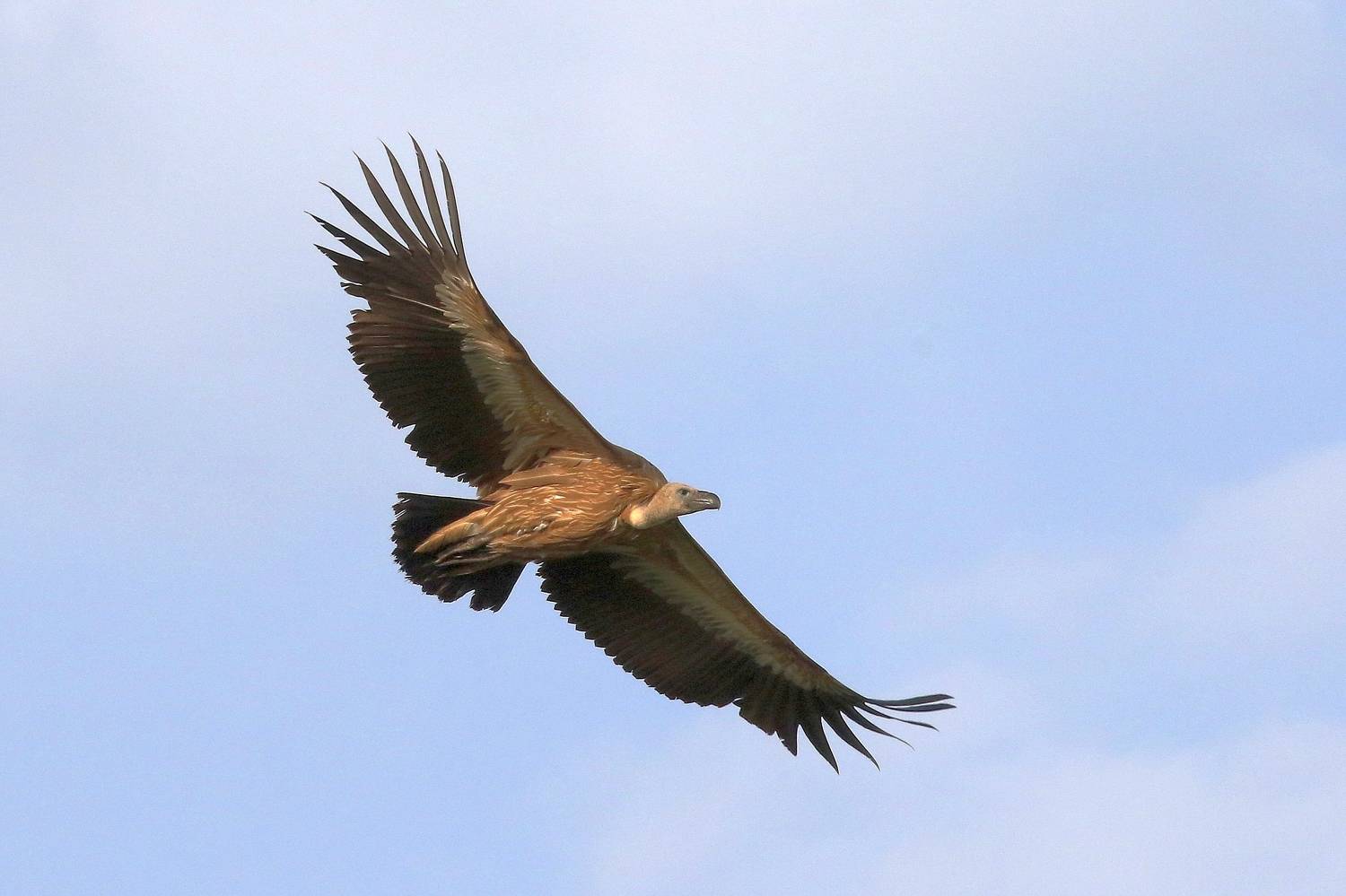 , Евгений Софронов