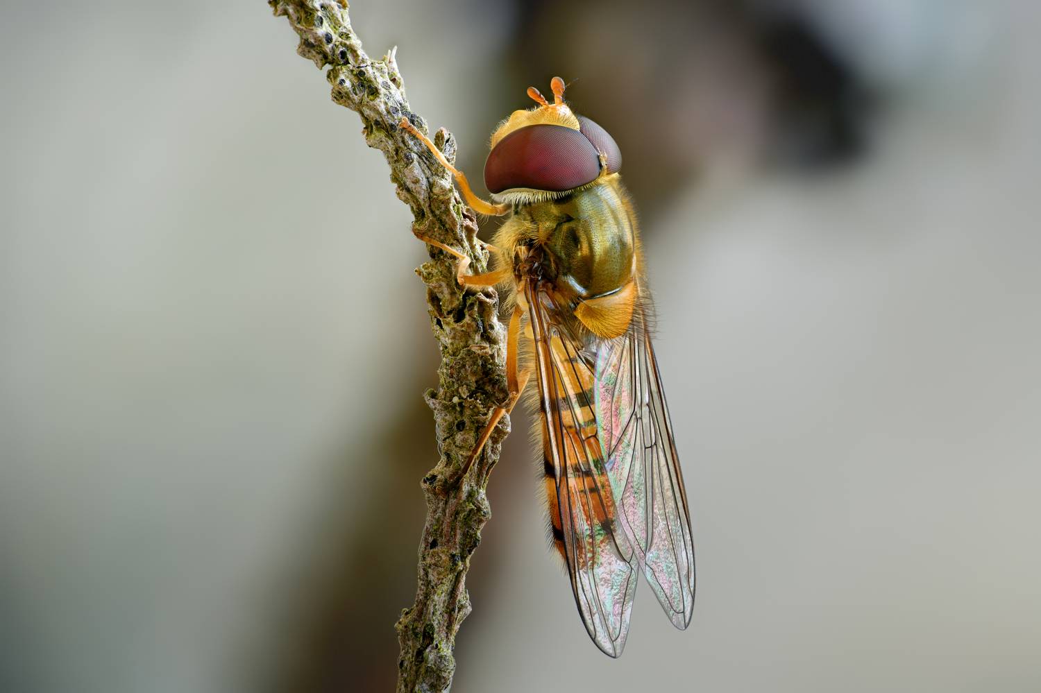 , Антон Финевич