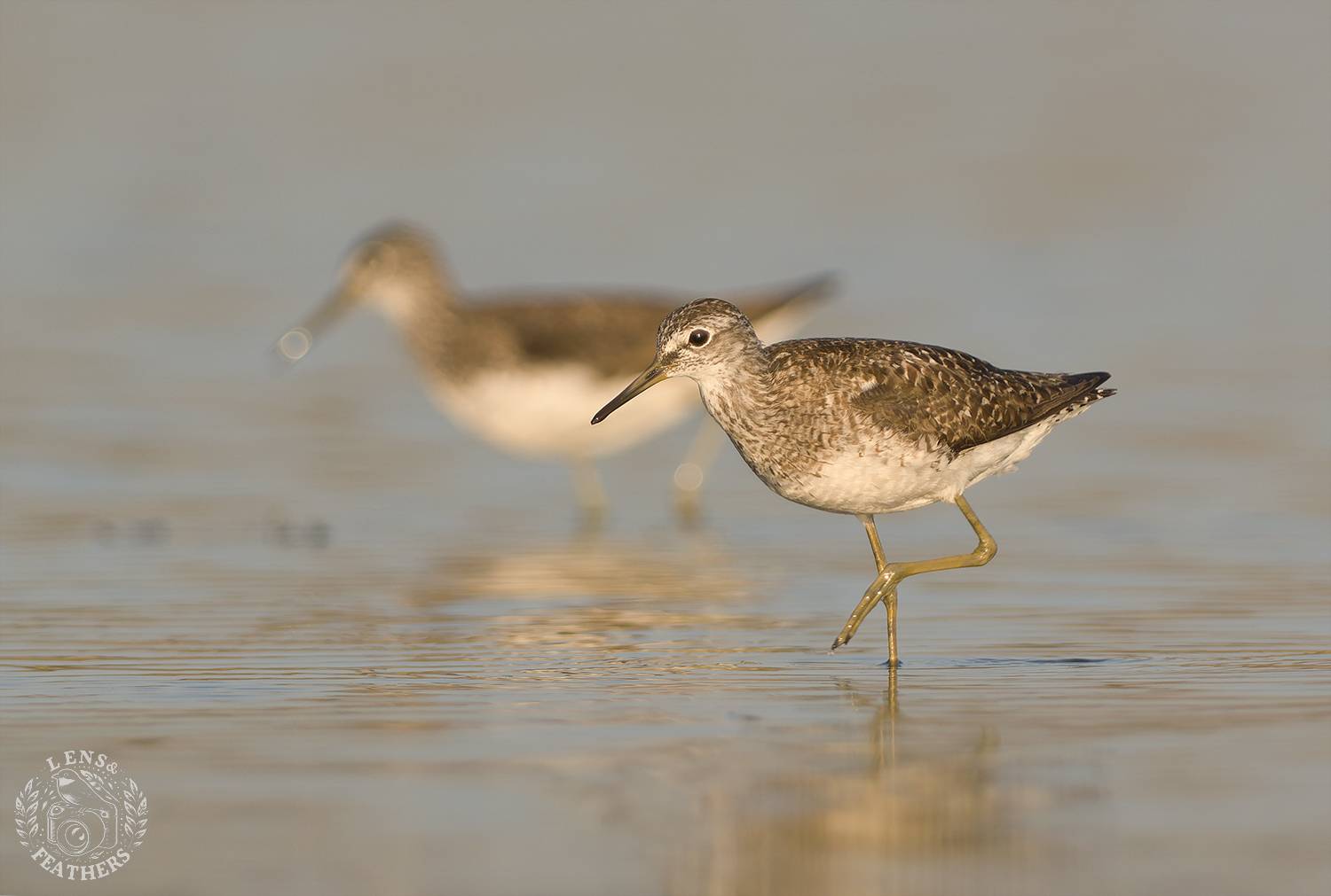 , Евгени Стефанов