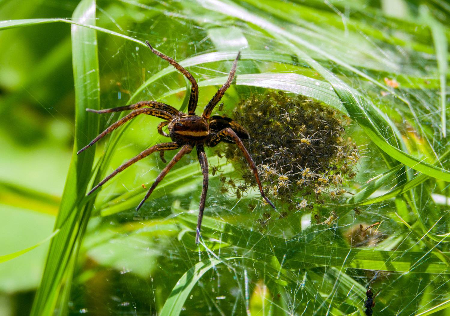 , Герман Корнилов