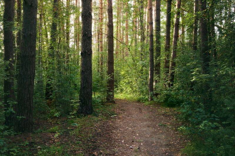 В летнем лесу фото превью