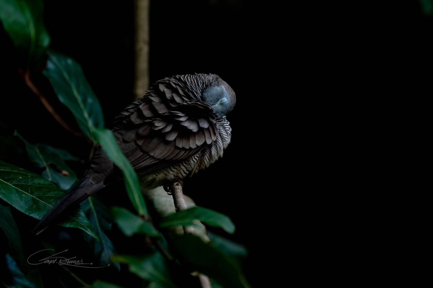 , Capt. A.P.S. Kumar