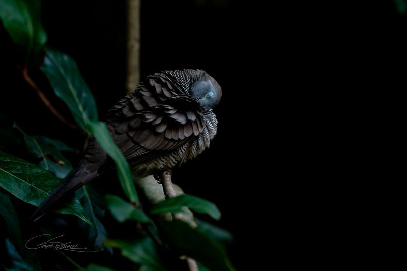 Zebra Dove фото превью