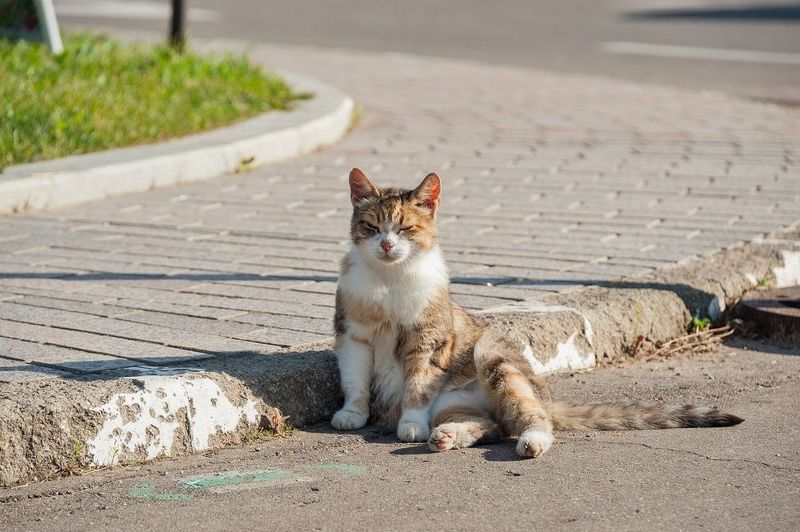 Разморило фото превью