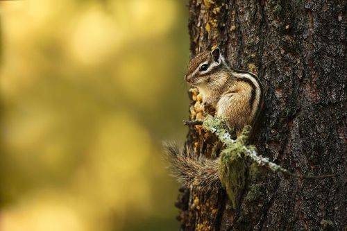 Chipmunk in Altai