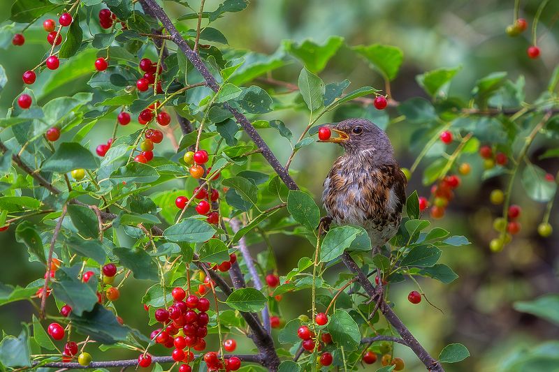 Утреннее лакомство дрозда. фото превью