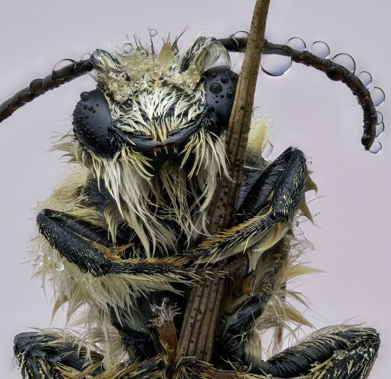 Седобородый йог фото превью