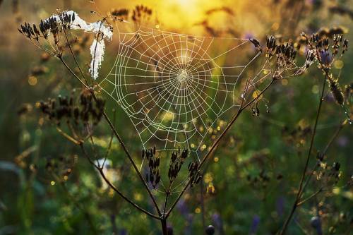 Летнее утро