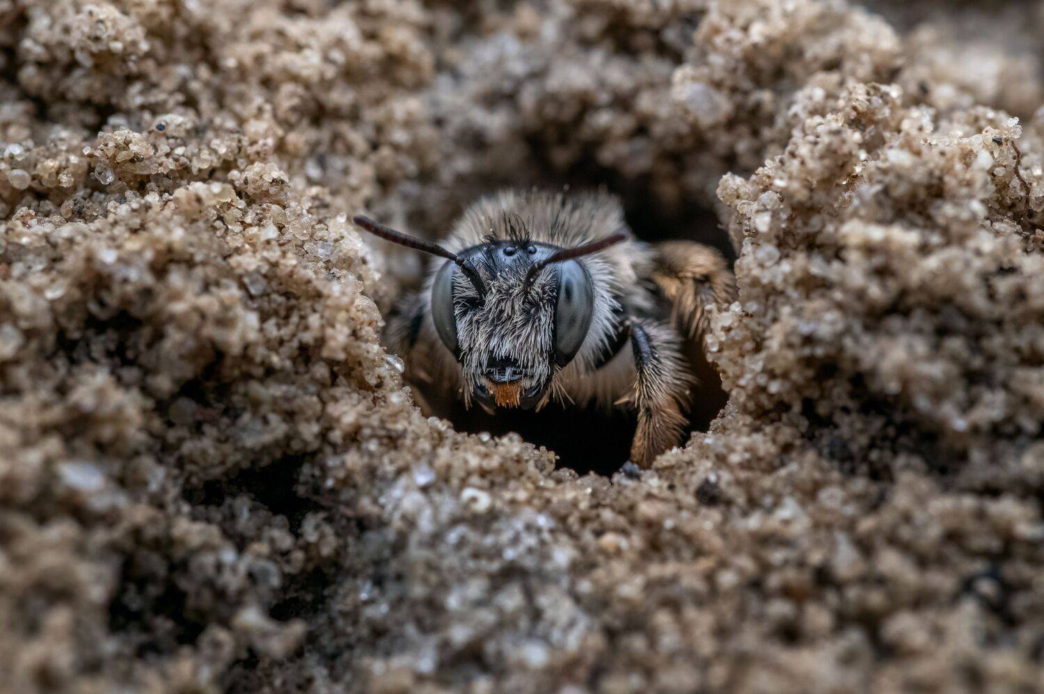 , Konstantin Shiryaev