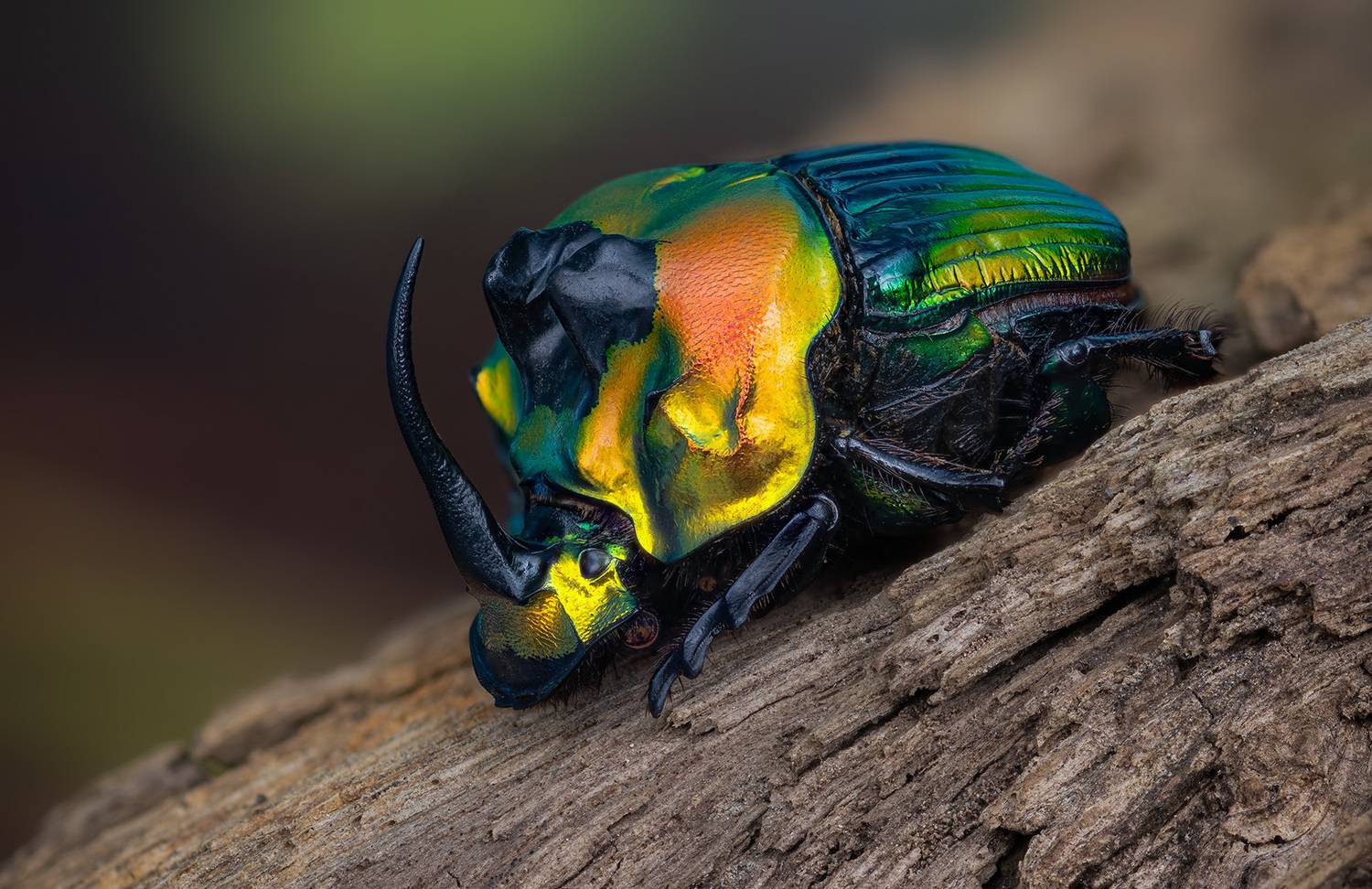 sulcophanaeus imperator, Kavaliauskas Eugenijus