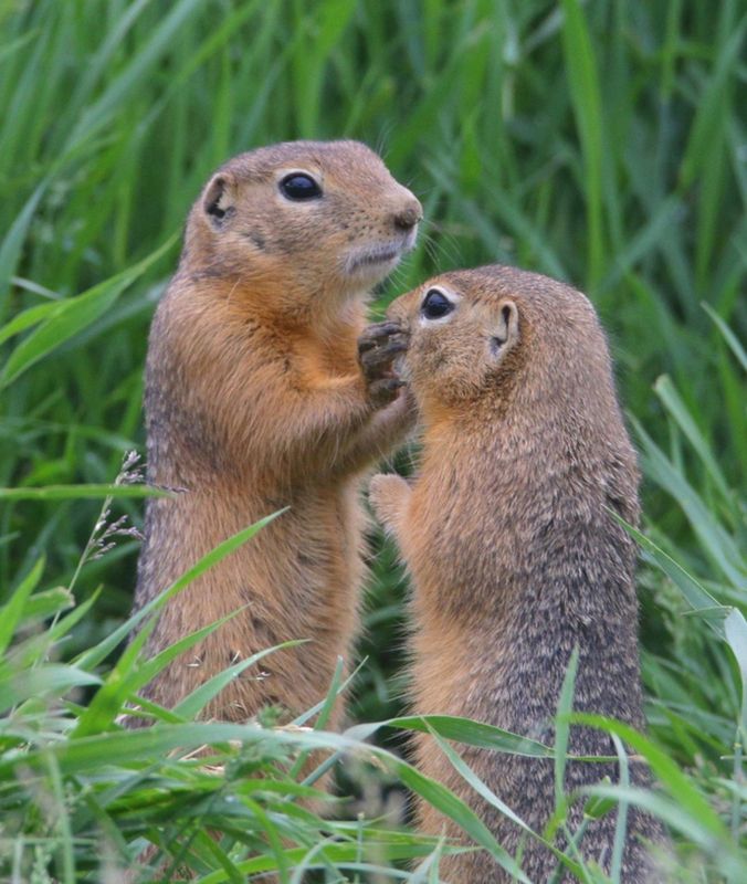Разборка фото превью