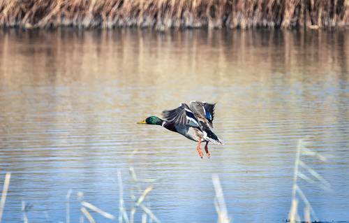 Летят утки, летят утки...!