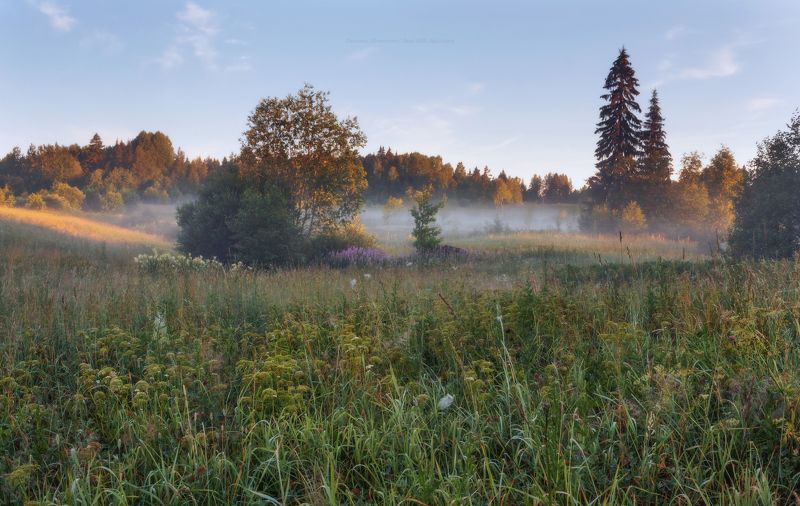 луга, ленобласть, пейзаж, рассвет, туман,  landscape, nature, природа, foggy, forest, иван-чай Малиново-иван-чаевое утро) фото превью