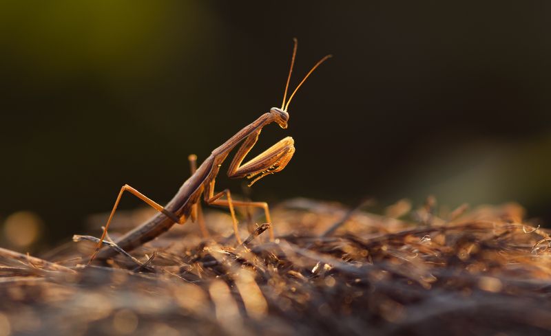 ... фото превью