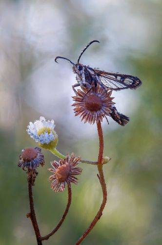 Бабочка Стеклянница