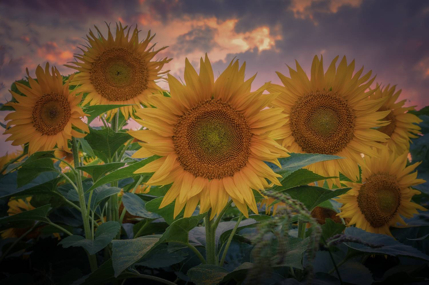 липецкая, область, Гусева Елена