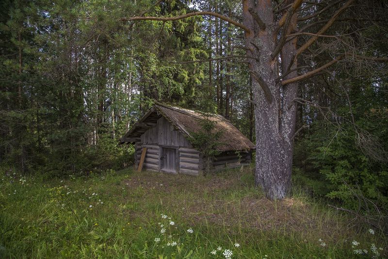 Под старой сосной фото превью