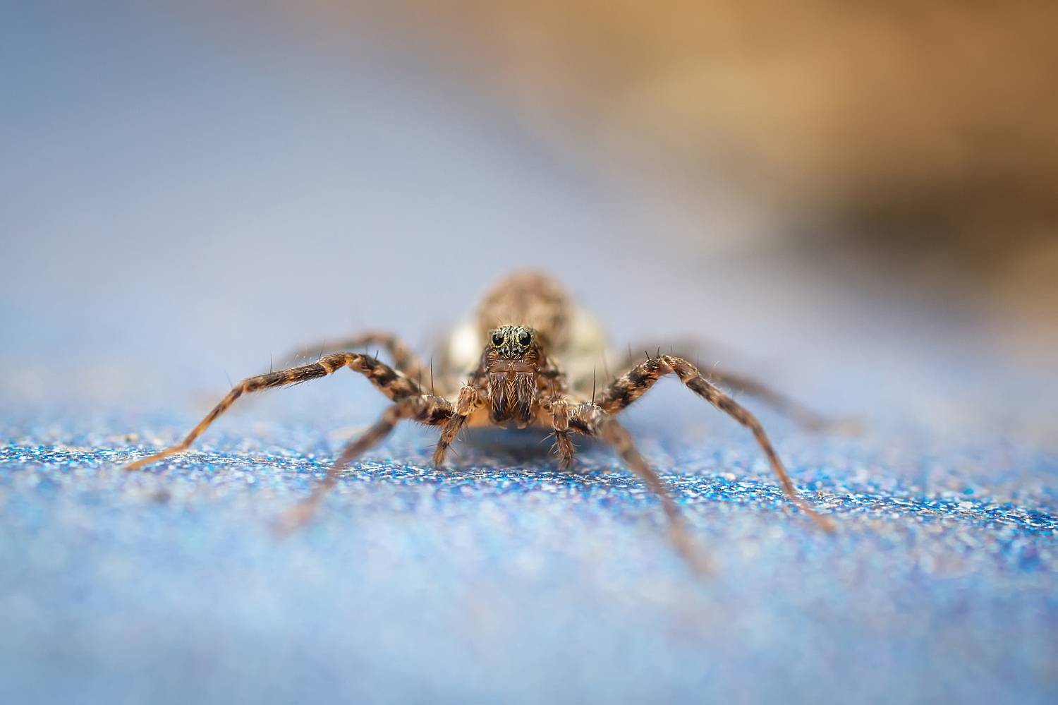 nature; arachnid; closeup; macro; spider; animal; insect; web; wildlife; predator, Корнеев Алексей