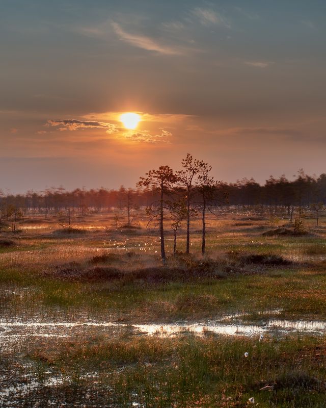утро, болото,  рассвет, ленобласть Утренняя фото превью