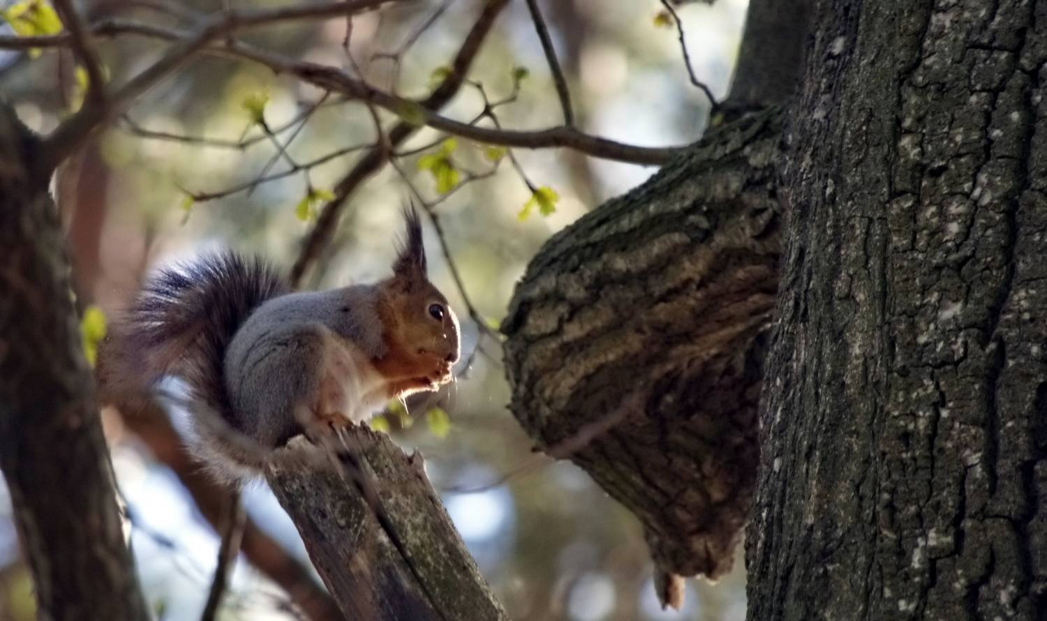 , Сергей Клапишевский