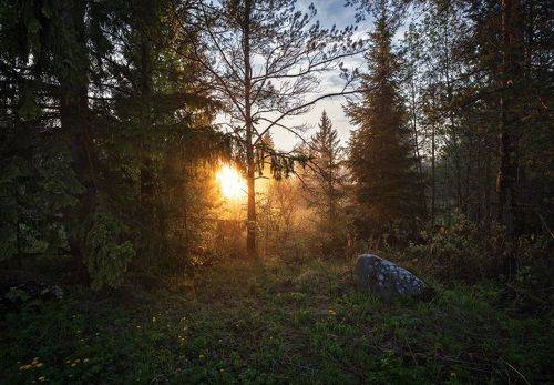 Закат в лесу