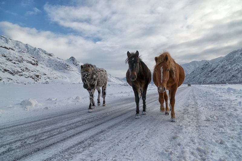 Зачемальские лошадки фото превью