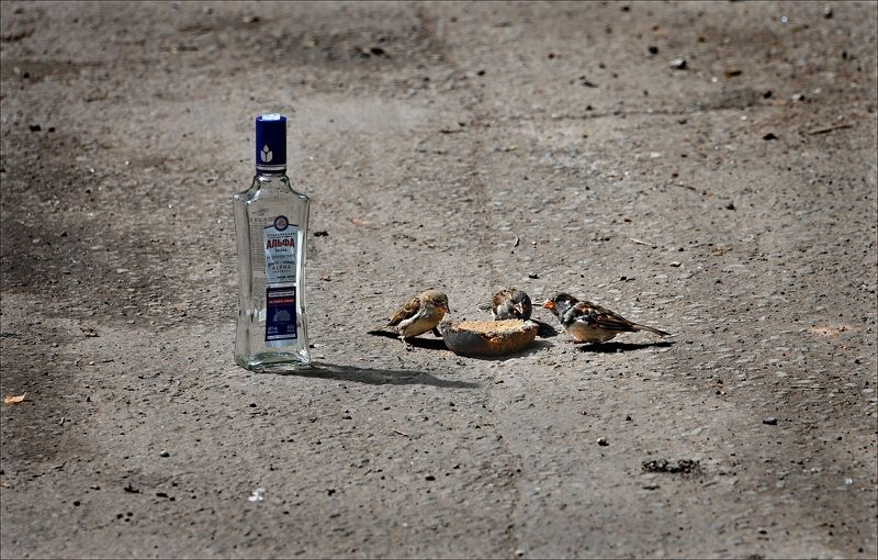 Три воробья фото превью