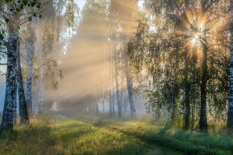 Магия берёзовой аллеи. фото превью