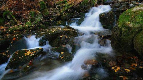 Лесные реки 7