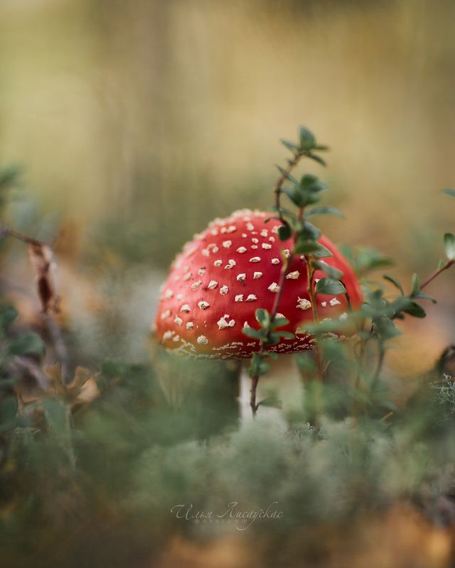 *** фото превью