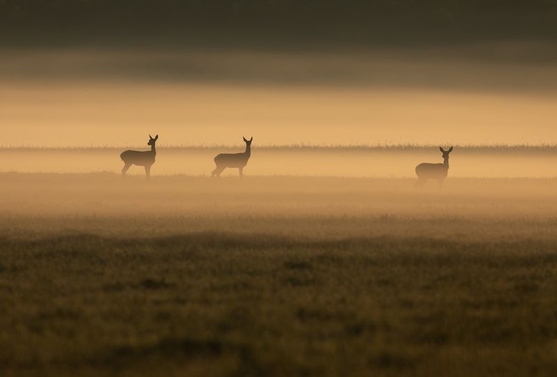 олени, туман, рассвет, Олени в тумане фото превью