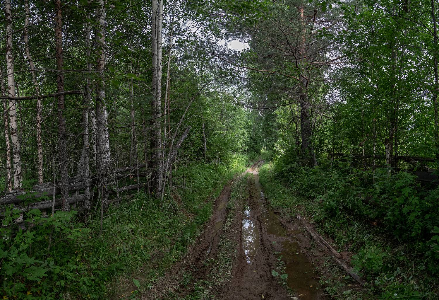 дорога, лес, трава, забор, колея, лужи, глина, Анкудинов Леонид