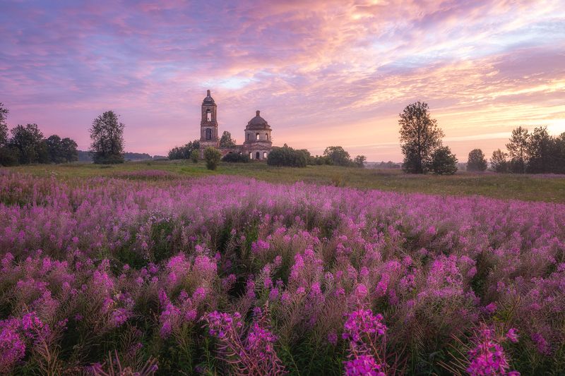 природа пейзаж церковь рассвет иван-чай Сезон Иван-чая фото превью