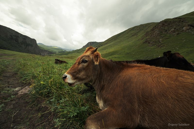 кавказ горы лето коровы кабардино-балкария Кабардино-Балкария, лето фото превью
