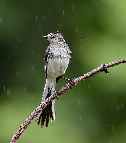Northern Mockingbird - Многоголосый пересмешник