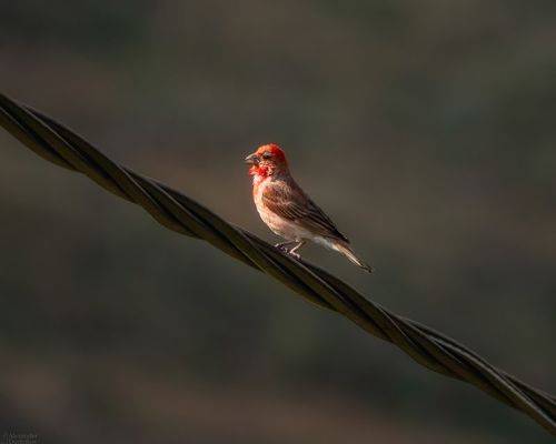 Чечевица/ Rosefinch
