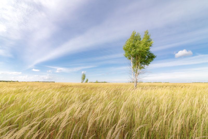 поле, лето, небо, солнце, пейзаж, береза, дерево Русское поле фото превью